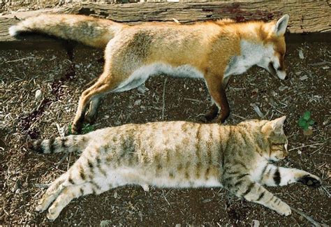 Feral Cat V Wildcat Carnivora