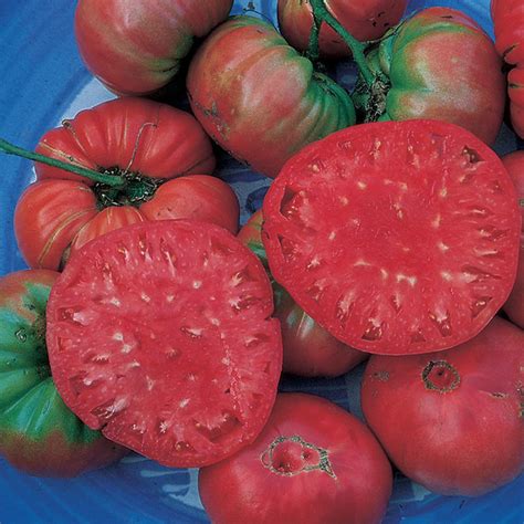 Giant Pink Belgium Heirloom Tomato From Tennessee Etsy Australia