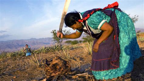 Indígenas Mexicanos Mantienen Su Identidad Pese A Rezago Y Marginación Telemundo