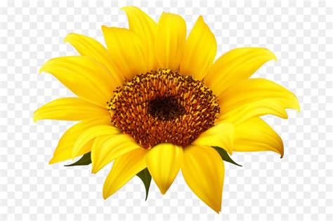 Download High Quality Sunflower Clipart Yellow Transparent