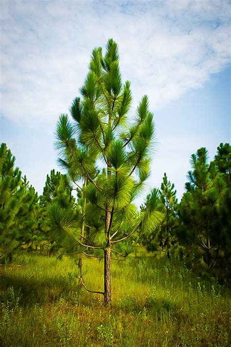 Longleaf Pine Trees For Sale Online The Tree Center