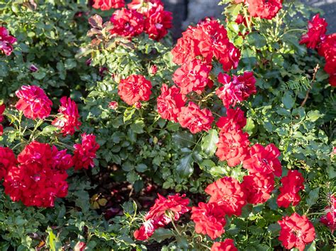 How To Grow And Care For Roses Love The Garden