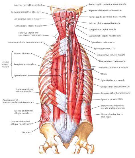 Back Muscles Anatomy Massage