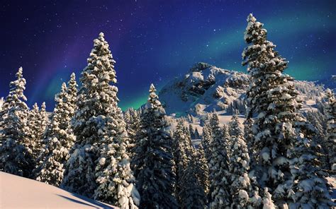 Aurora Borealis Over Snowy Winter Forest Image Abyss