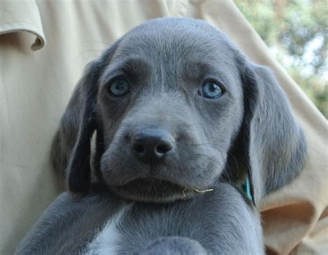 10 Questions To Ask At Blue Weimaraner Puppy For Weimaraner Puppies