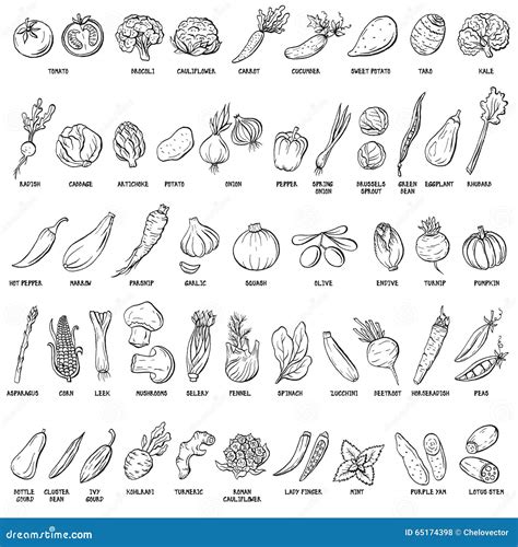 Hand Drawn Vector Set Of Vegetables And Herbs Stock Vector