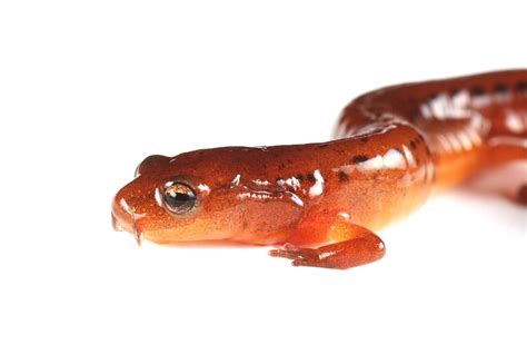 Introducing North Carolina S Newest Salamander Pbs North Carolina