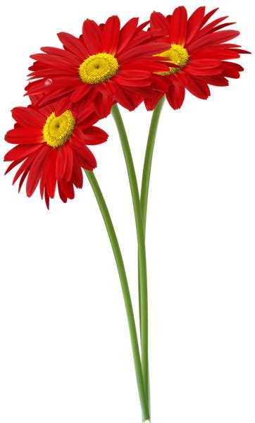 Red Gerbers Png Clipart Image Digital Flowers Cartoon Flowers