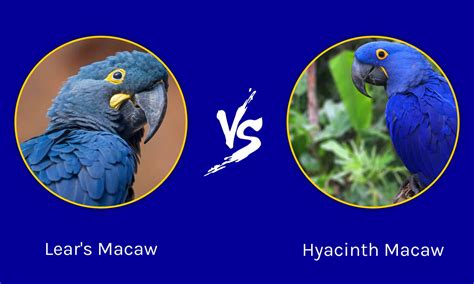 Lears Macaw Vs Hyacinth Macaw A Z Animals