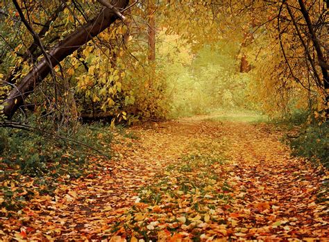 Autumn Path In The Woods Free Stock Photo Public Domain