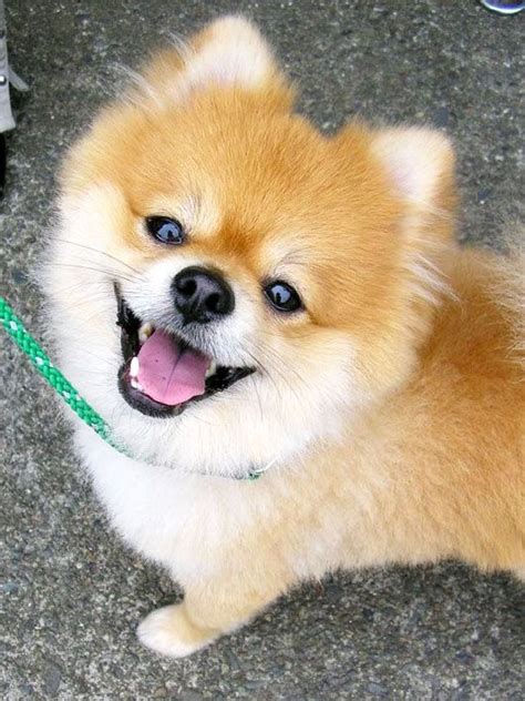 20 Of The Happiest Dogs Around Smiling Dogs Happy Dogs Cute Dogs
