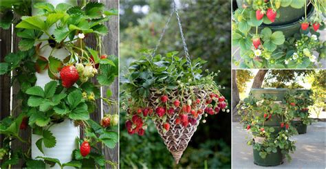 15 Creative Ways To Grow Strawberries In Small Spaces Pondic