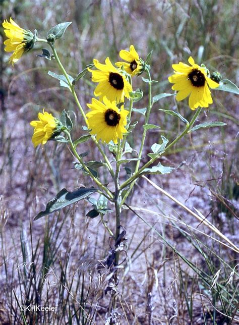 A Wandering Botanist Plant Story The Prairie Sunflower Helianthus