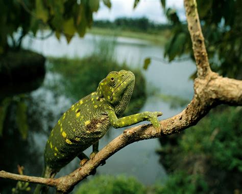 Best Jungle Life Chameleons And Chameleons Pics And Chameleons Wallpapers