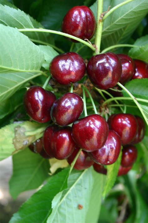 Big Star® Cherries Vitro Hellas Nursery