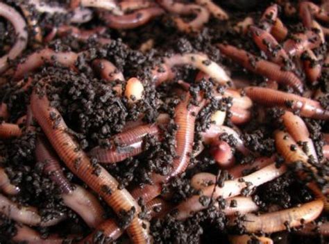 Raising Worms Commercially Organic Fertilizer Worm Composting