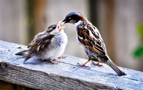Papa Sparrow Feeding Baby Sparrow Lovely Friends Pinterest Funny