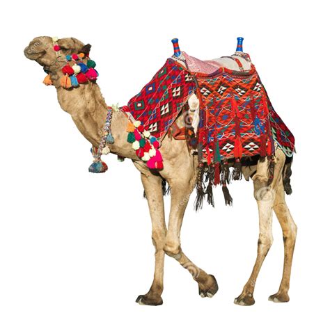 Camelos Fundo Png Png Play