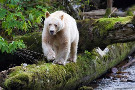 The Kermode Bear Spirit Bear Of British Columbia The Ark In Space