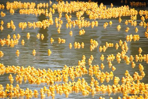 15 000 Canards En Plastique Dans Lill Pour Fêter Les 70 Ans De Batorama