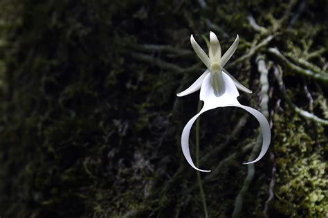 11 Enchanting Quirks Of The Rare Ghost Orchid