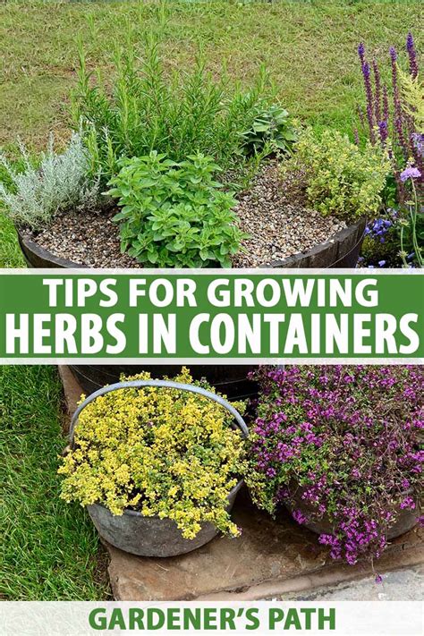 How To Grow Herbs In Containers Gardeners Path