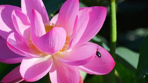 Lotus Flower Background 54 Images