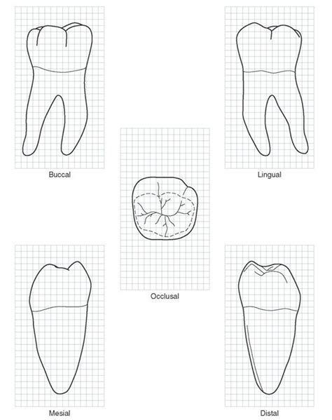 Mandibular Right First Molar Graph Outlines Of Five Aspects Are Shown