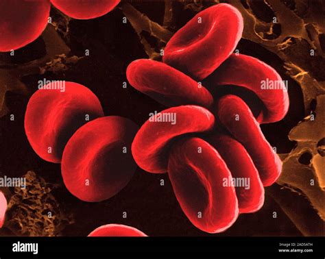 Human Red Blood Cells In Physiological Isotonic Saline Solution 09