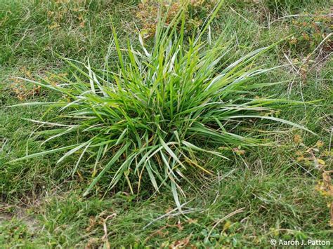 Purdue Turf Tips Weed Of The Month For March 2015 Is Tall Fescue