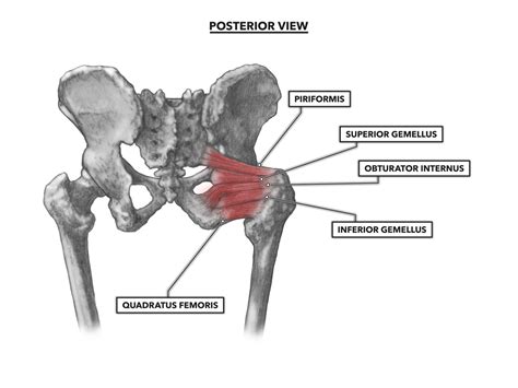 Hip Joint Anatomy Muscles