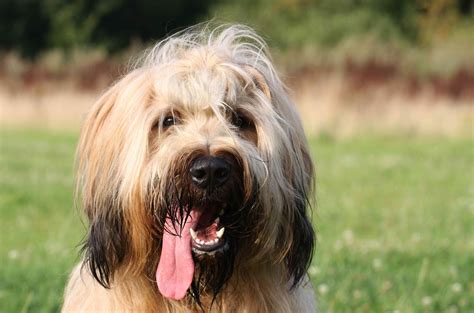 14 French Dog Breeds That Turn Heads