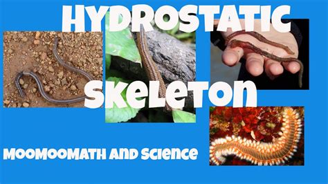 Hydrostatic Skeleton Youtube