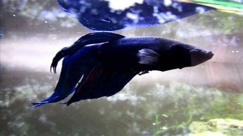 Blue Betta Fish Blue Female Veiltail Betta Fish For Sale Order Online