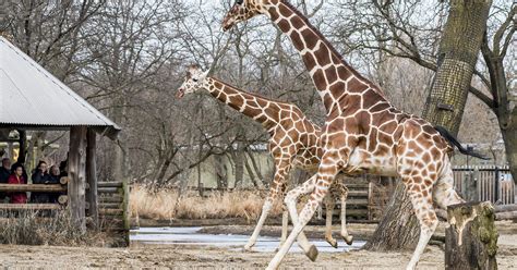 Brookfield Zoo Giraffes Enjoy Outdoor Habitat For The First Time This