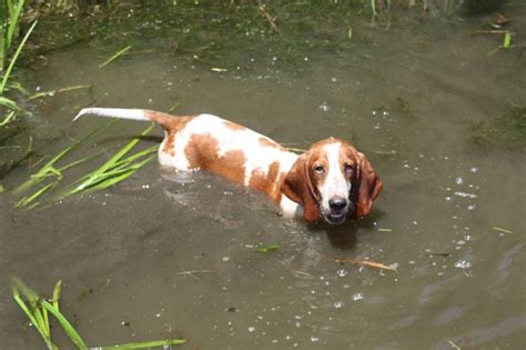 Peapack Swimming Basset Dog Basset Hound Bassett Hound