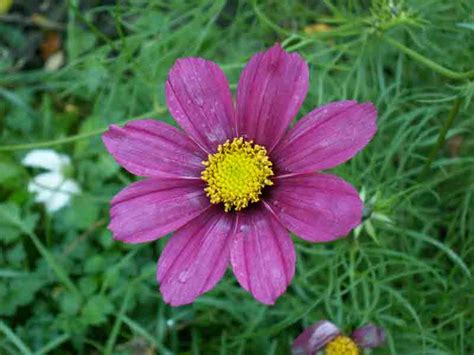 Browse our best spring flower deals and our most thoughtful mother's day flowers. Funny Pictures Gallery: Summer flowers, summers flowers ...