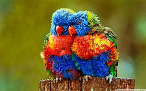 Most Beautiful Love Birds Wallpapers