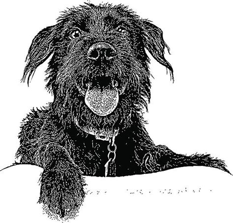 Royalty Free Labradoodle Clip Art Vector Images And Illustrations Istock