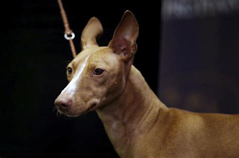 Westminster Dog Show Debuts 7 New Breeds Cbs News