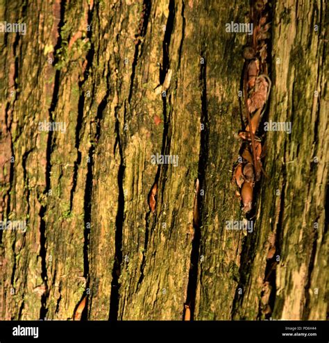 Tree Bark Texture Macro Photography In The Nature With Green Moss Over