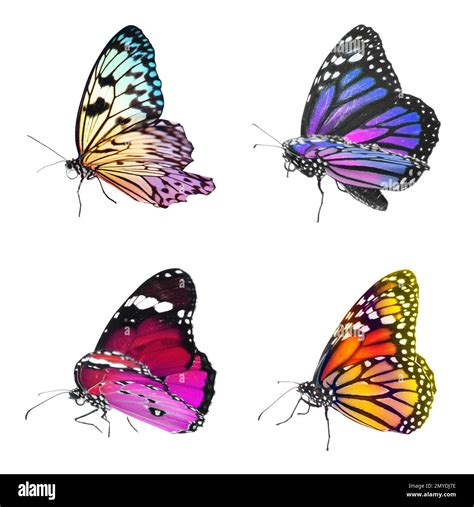 Collection Of Amazing Bright Butterflies Isolated On White Stock Photo
