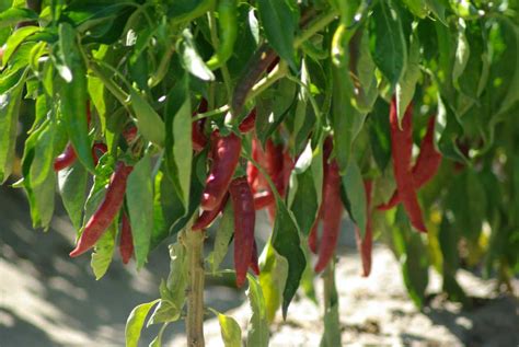 The Complete Guide To Spanish Paprika Spanish Sabores
