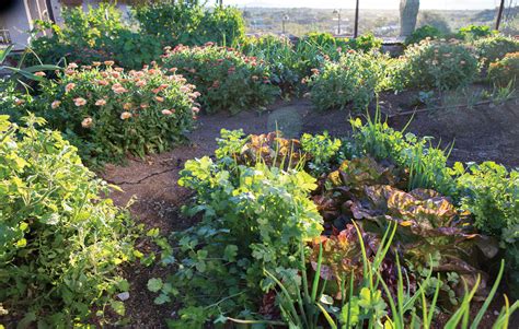An Organic Edible Garden In The Desert Phoenix Home And Garden