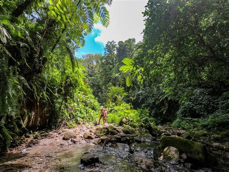 Rainforest Martinique By Owdman Ephotozine
