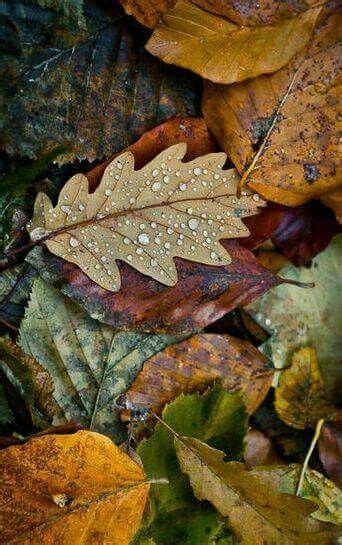 Pin By Katja Van Impe © On Seasons Amazing Autumn Autumn Inspiration