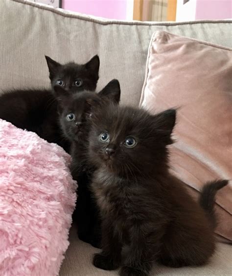 Scottish Fold Black Kittens X Romford Essex Pets4homes
