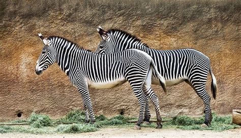 It Was The Afternoon At The La Zoo The Two Zebras Did Not Move At All