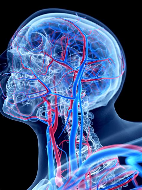 Facial Artery Anatomy Function And Significance