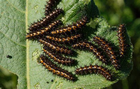 Banded tussock or pale tiger moth halysidota tessellaris. Caterpillar Yellow Spots & Black Bands Hairy - Chlosyne ...